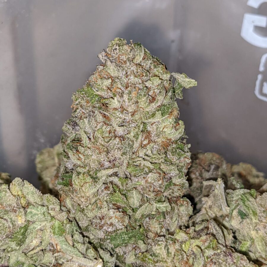 emmas purple bubba 2 I Emma's Purple Bubba