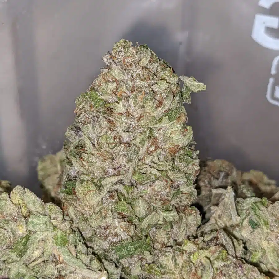 emmas purple bubba 2 I Emma's Purple Bubba