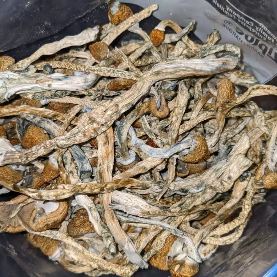 Alternative view of Thai Elephant Dung