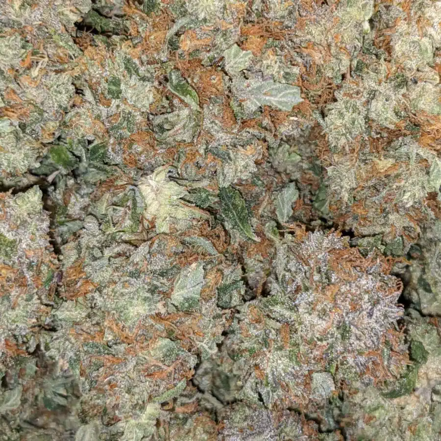 69 BUBBA KUSH 1 I $69 Oz - Bubba Kush