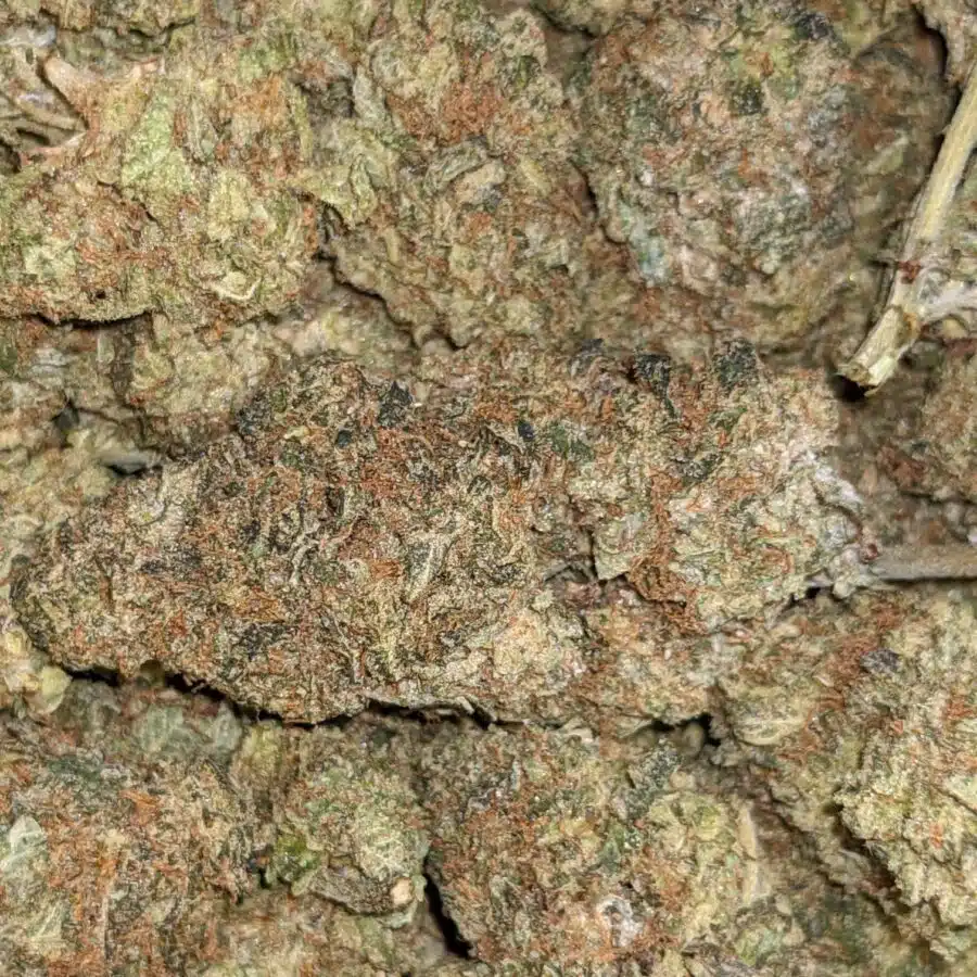 AA BULK BUBBA 2 1 rotated I AA+ Bulk Bubba Special