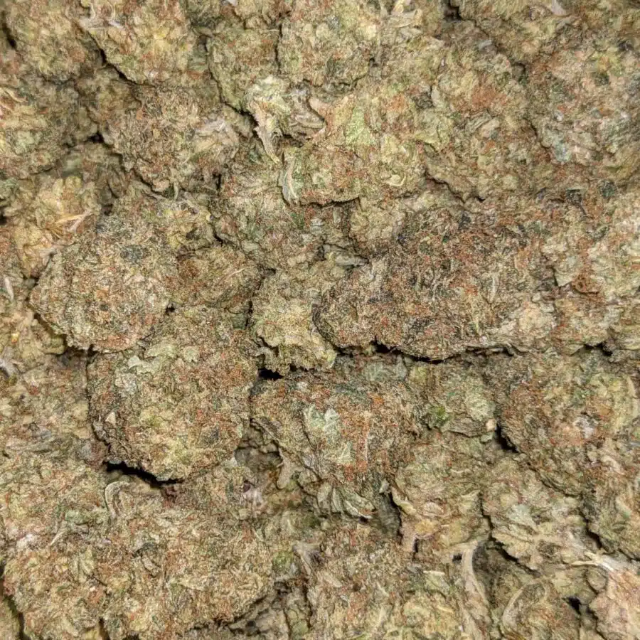 AA BULK BUBBA 3 1 rotated I AA+ Bulk Bubba Special