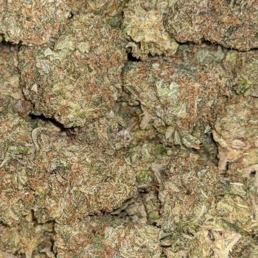 AA BULK BUBBA 4 1 rotated I AA+ Bulk Bubba Special
