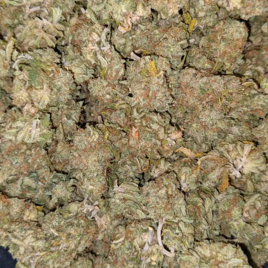 AA MANGO 1 I Mango AA+