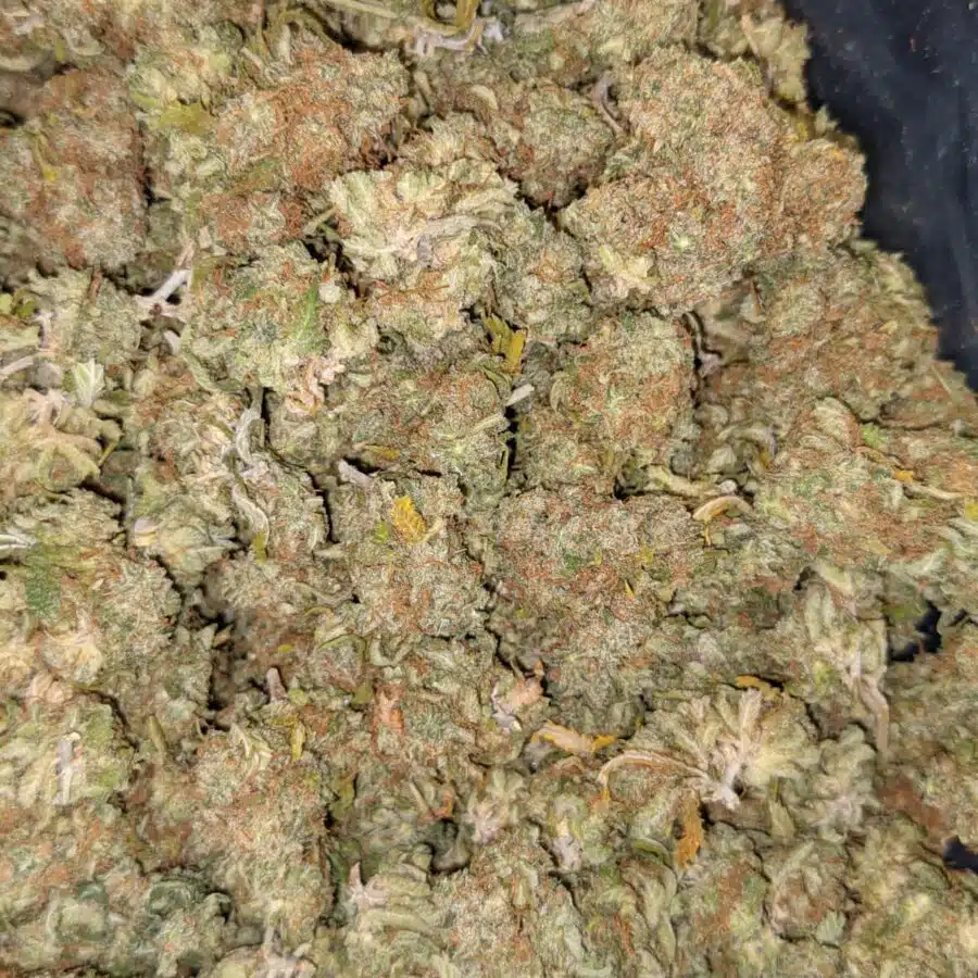 AA MANGO 2 I Mango AA+