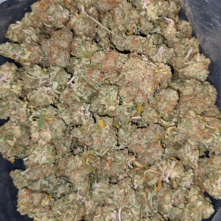 AA MANGO 4 I Mango AA+