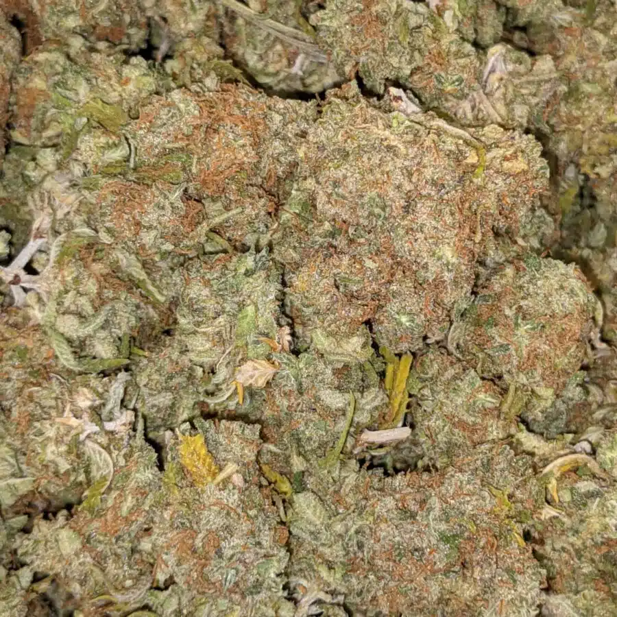 AA MANGO 5 I Mango AA+
