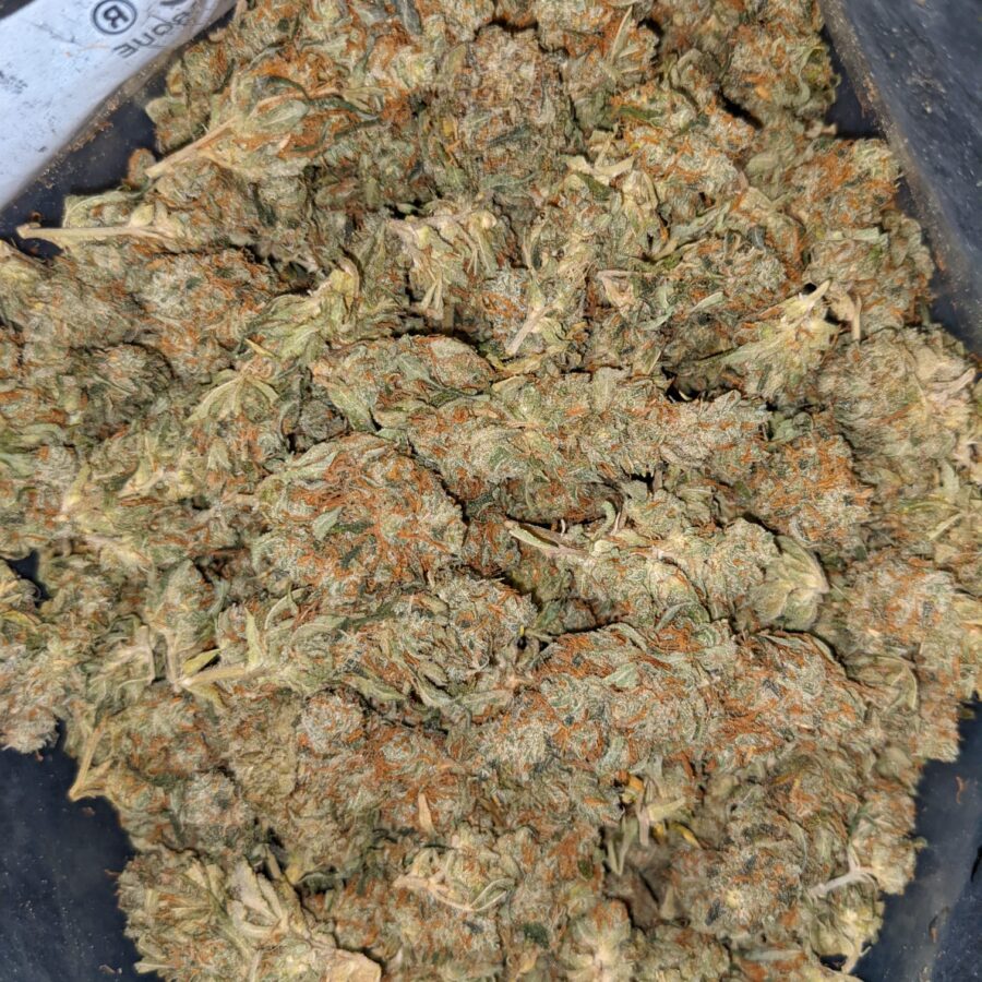 AA+ Bulk Hybrid