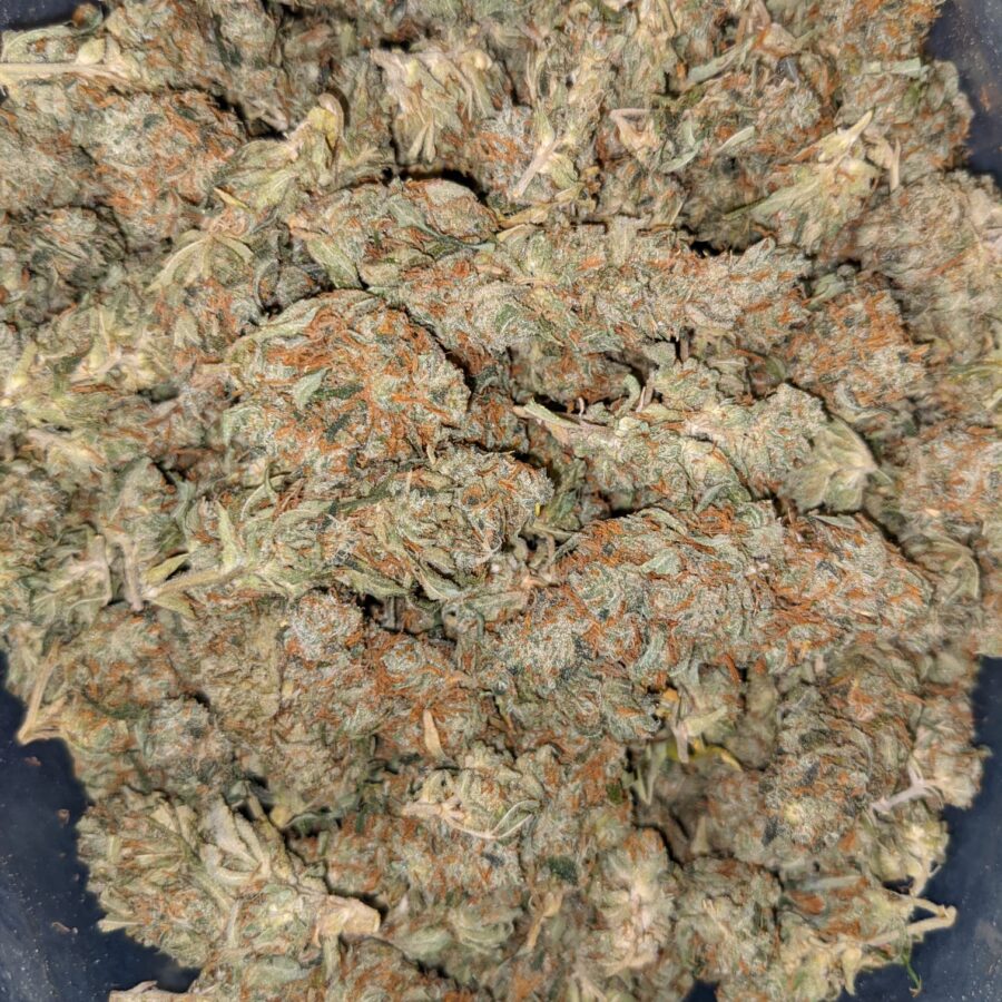 AA+ Bulk Hybrid - Image 3