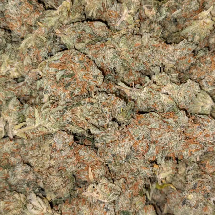 AA hybrid3 I AA+ Bulk Hybrid