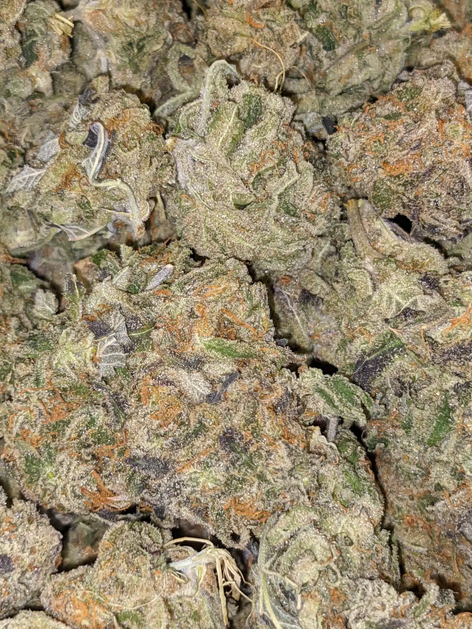 $69 Oz - Big Buddha Cheese - Image 2