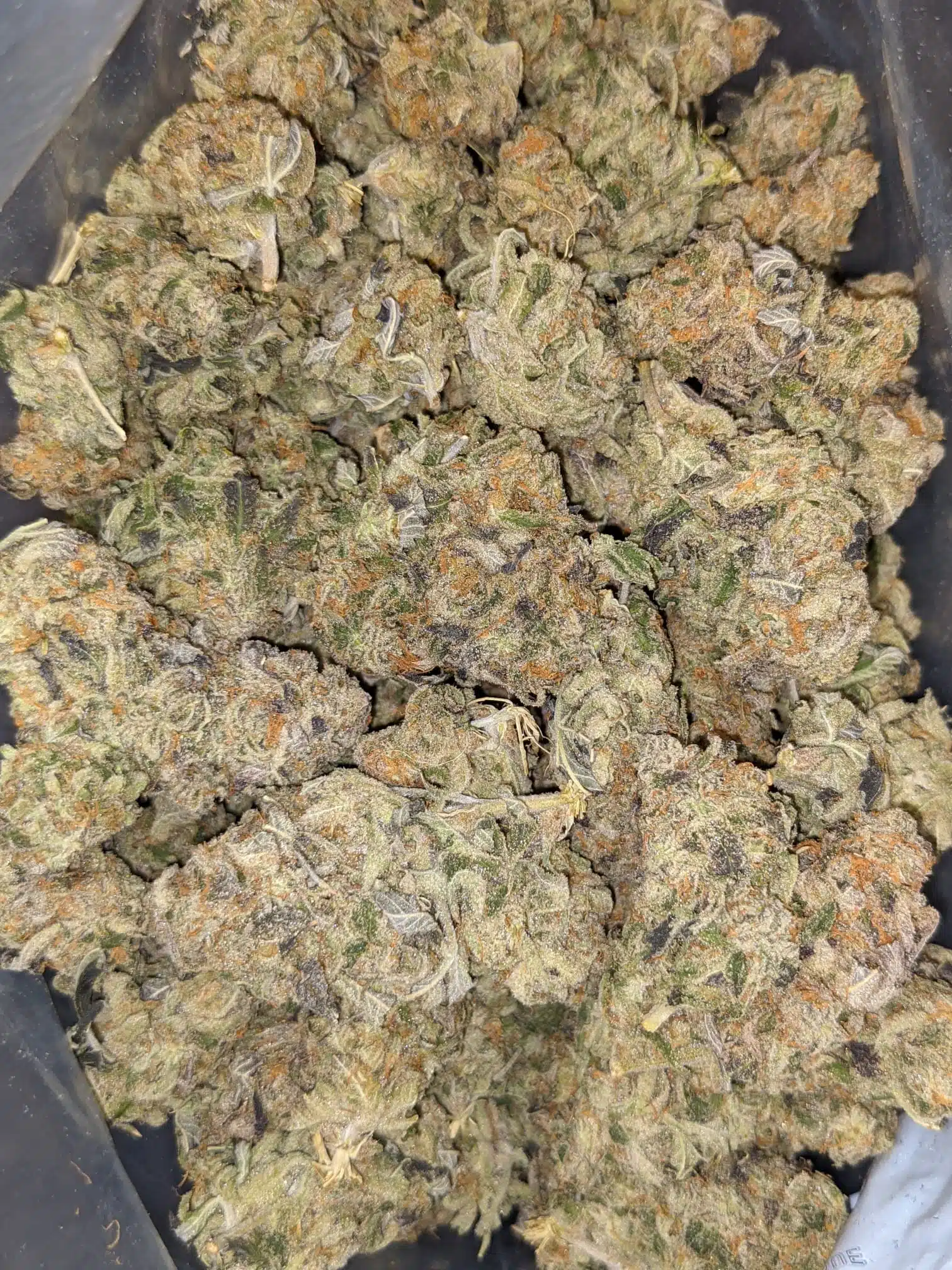$69 Oz - Big Buddha Cheese