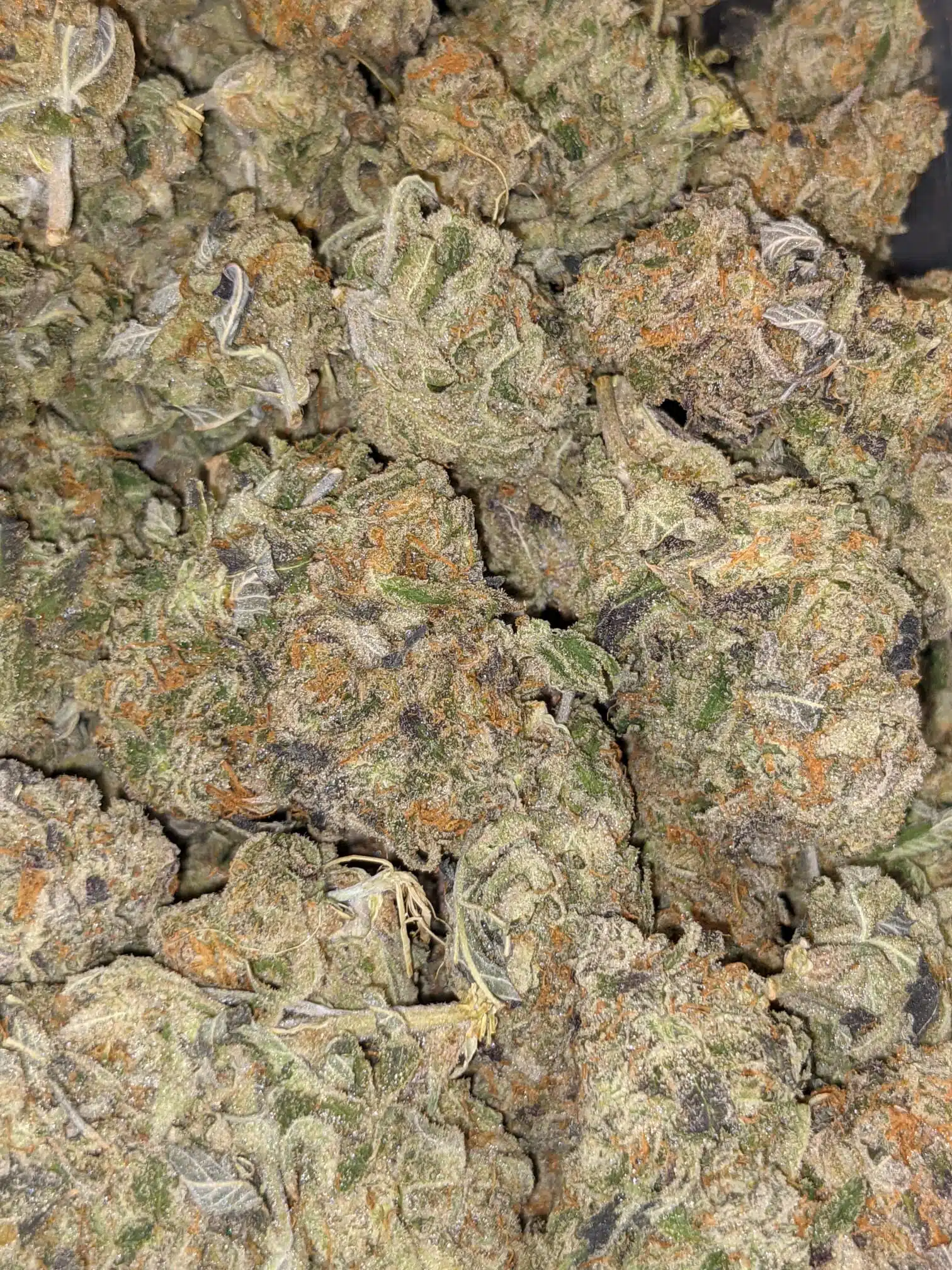$69 Oz - Big Buddha Cheese - Image 4