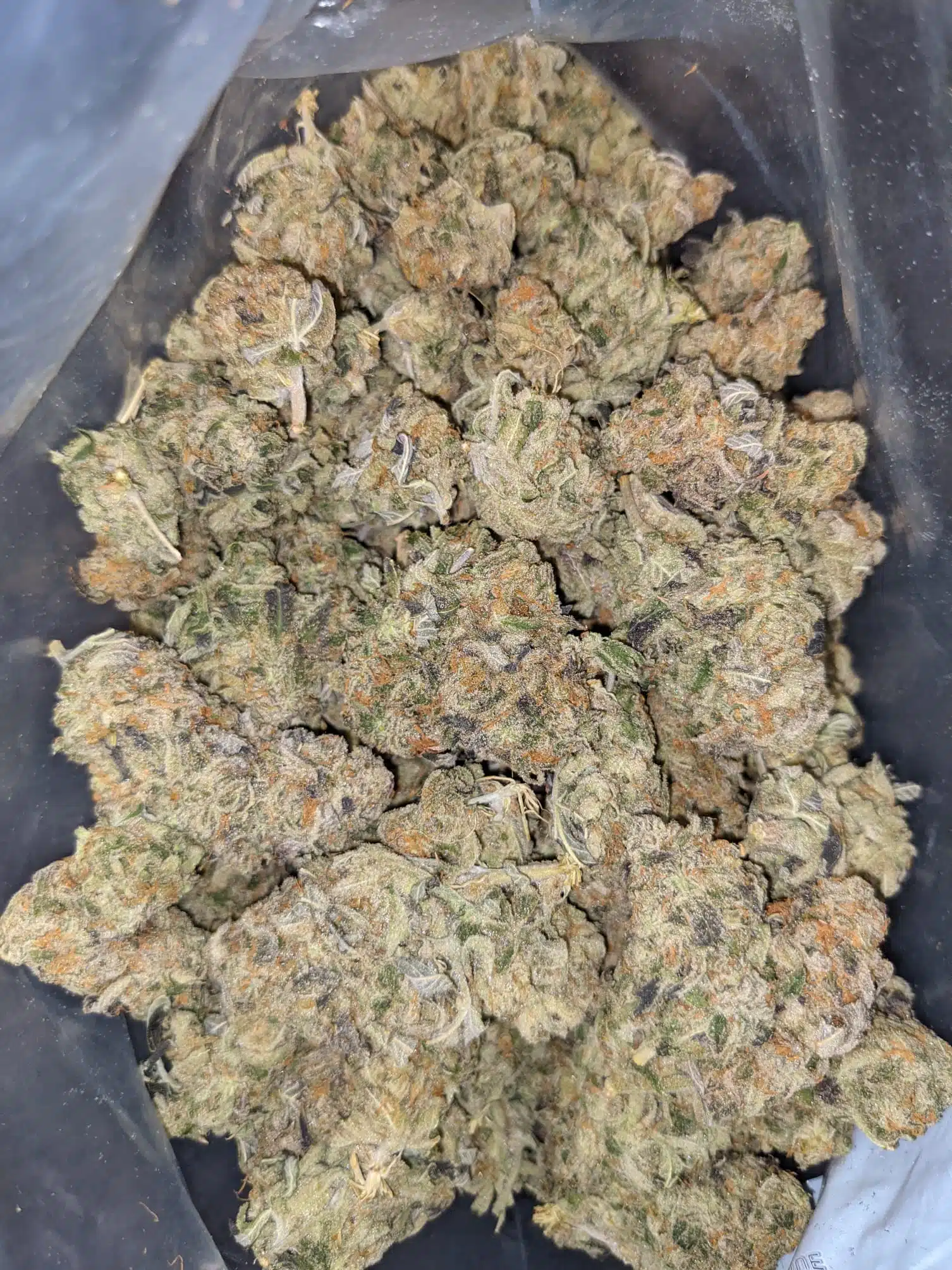$69 Oz - Big Buddha Cheese - Image 5