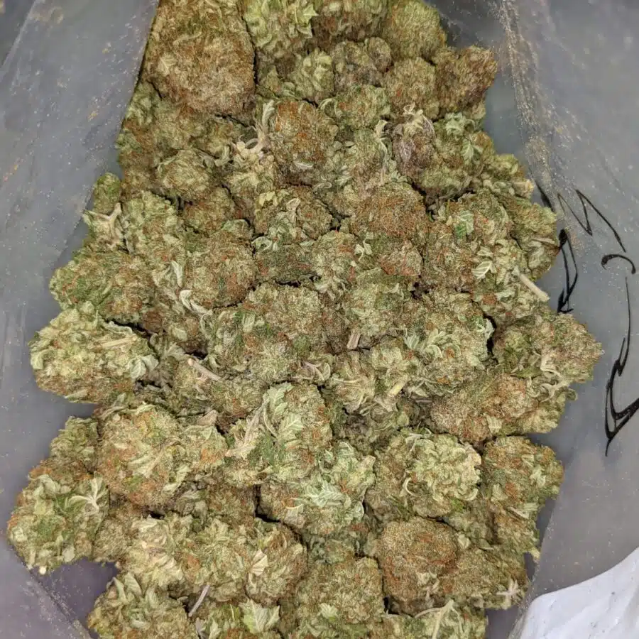 G13 AA 2 I $99 Oz - G-13