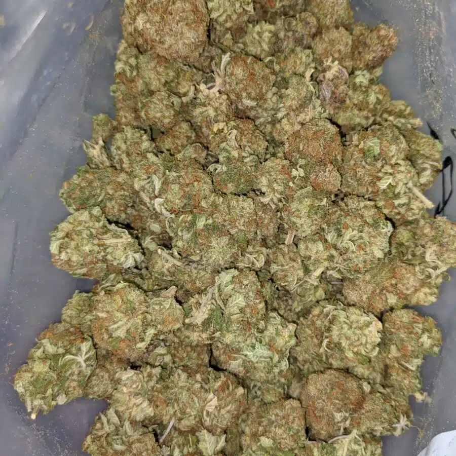 G13 AA 3 I $99 Oz - G-13