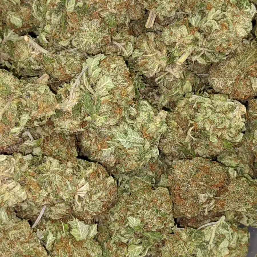 G13 AA 5 I $99 Oz - G-13