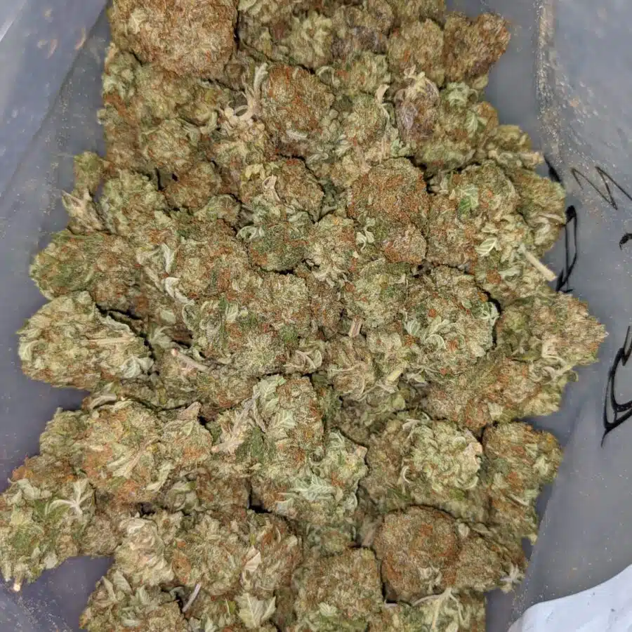 G13 AA 6 I $99 Oz - G-13