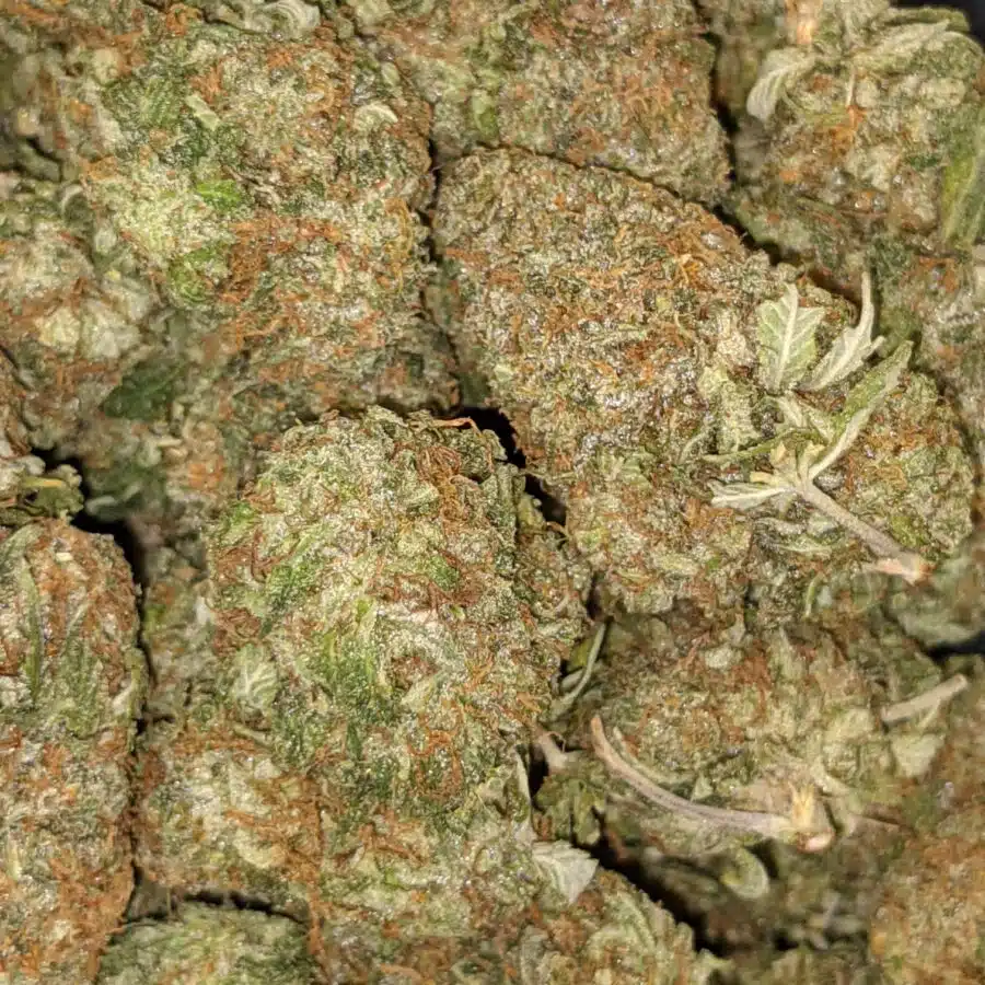 GODFATHER DOD 5 I Godfather Kush - *Deal of the Day*