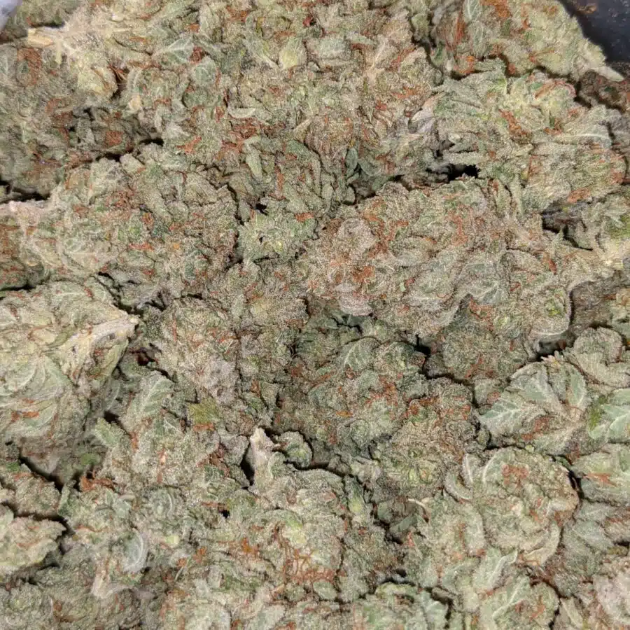 $69 Oz - Laughing Buddha