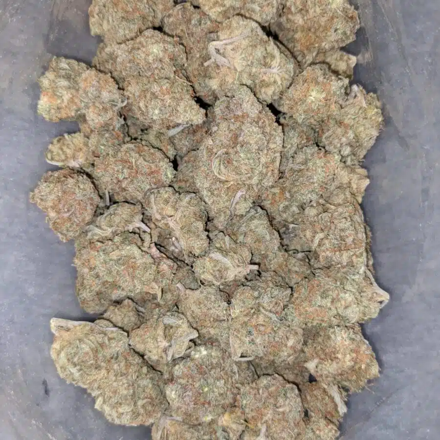 LEMONSICLE 4 I Lemonsicle