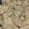 $99 Oz - Nuken #2