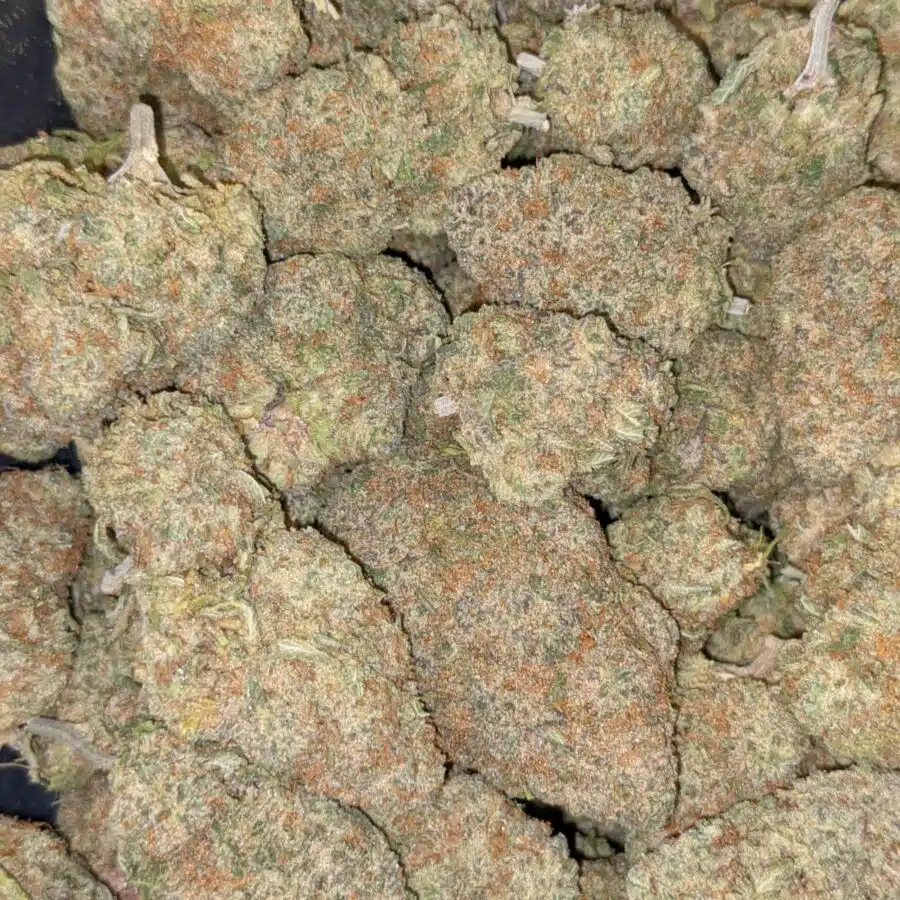 $99 Oz - Nuken #2