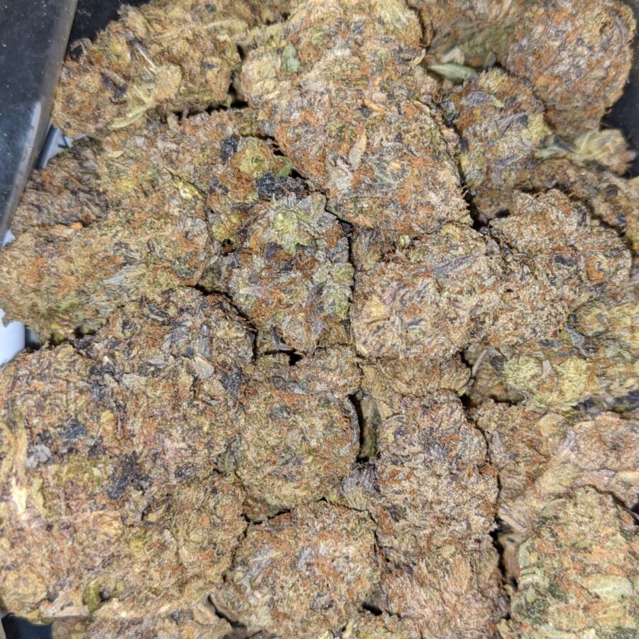 Purple Comatose