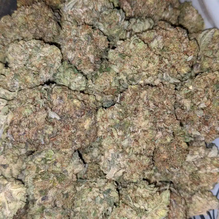PURPLE GAS 2 I Purple Gas - *Deal of the Day*