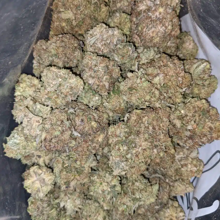 PURPLE GAS 3 I Purple Gas - *Deal of the Day*