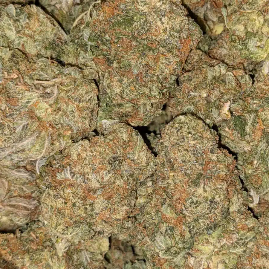 SUPER SILVER HAZE DOD 3 I $59 Oz - Super Silver Haze
