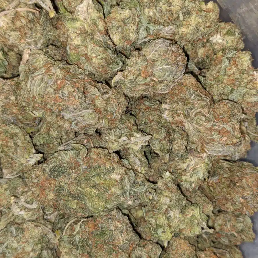 SUPER SILVER HAZE DOD 5 I $59 Oz - Super Silver Haze