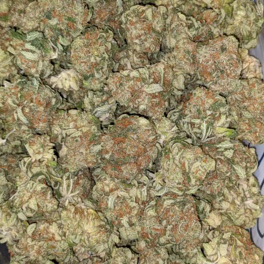 VANILLA KUSH DOD 2 I $69 Oz - Vanilla Kush