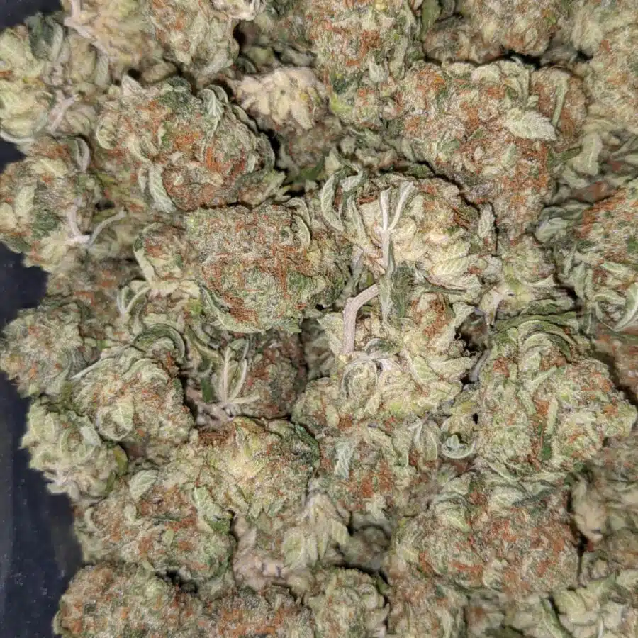 VANILLA KUSH DOD 4 I $69 Oz - Vanilla Kush