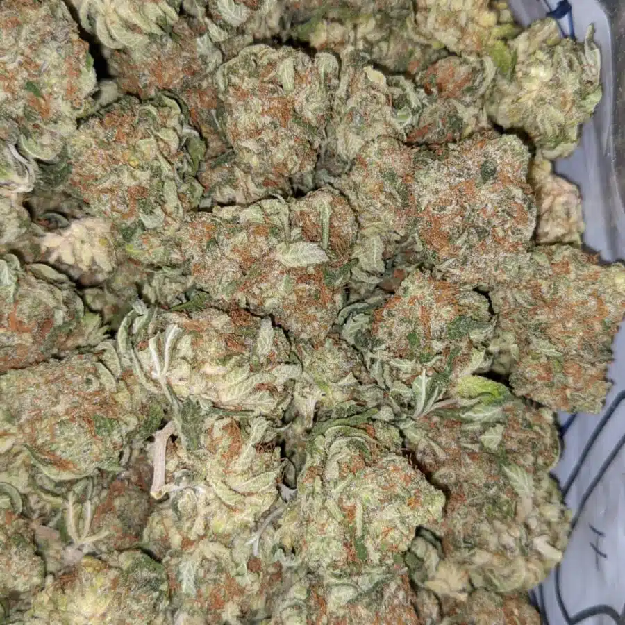 VANILLA KUSH DOD 5 I $69 Oz - Vanilla Kush
