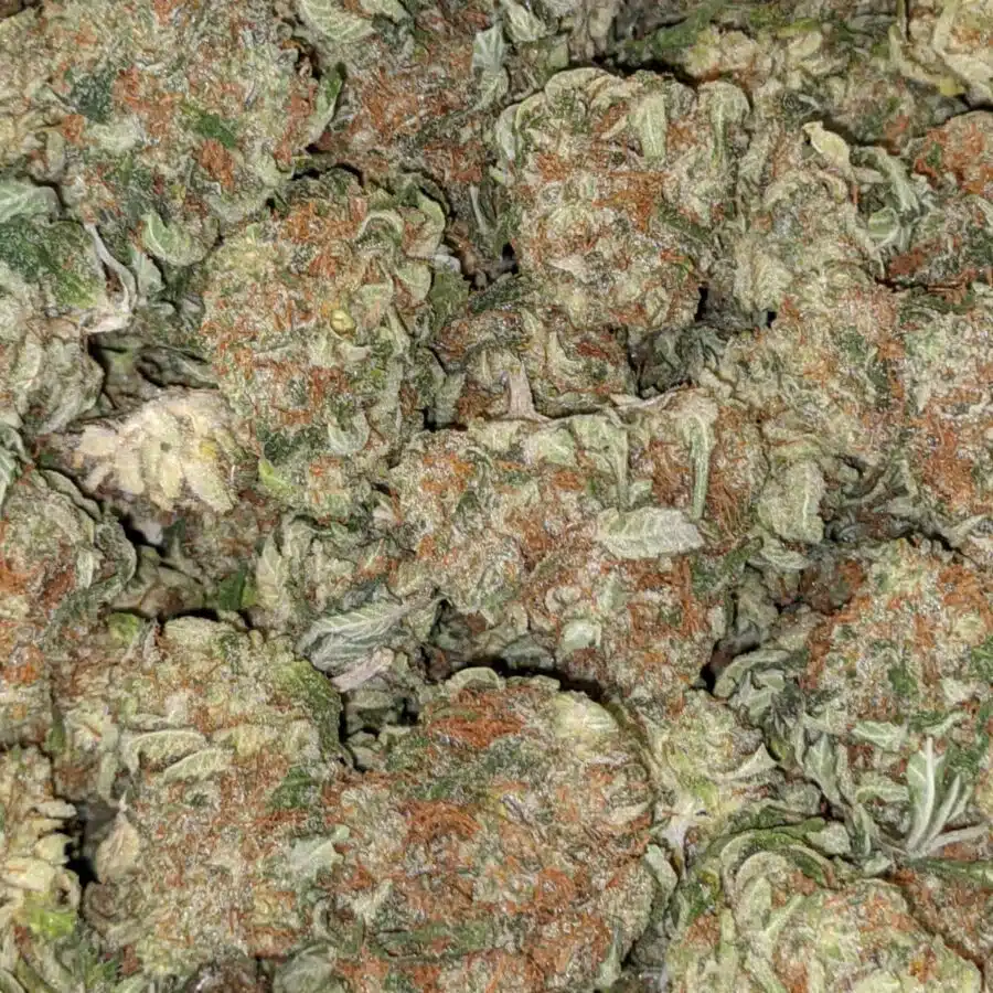 VANILLA KUSH DOD 6 I $69 Oz - Vanilla Kush