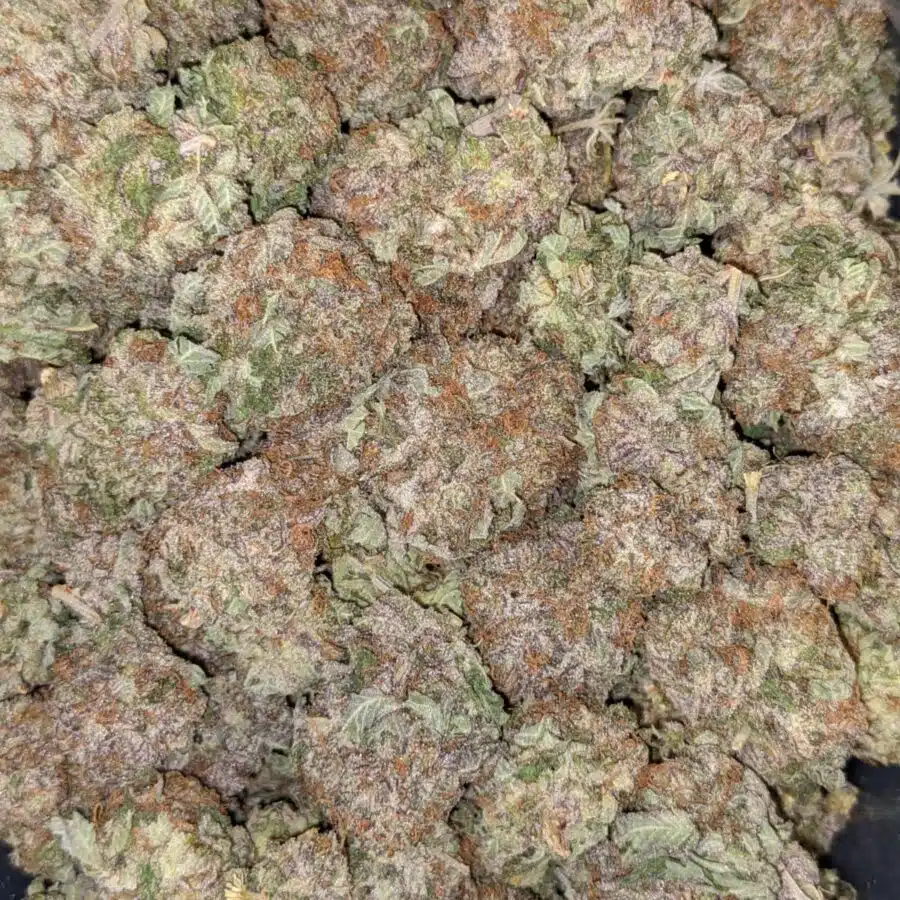 Alternative view of White Durban - *Deal of the Day*