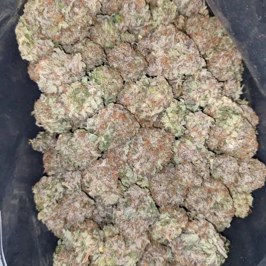 WHITE DURBAN 3 2 I White Durban - *Deal of the Day*