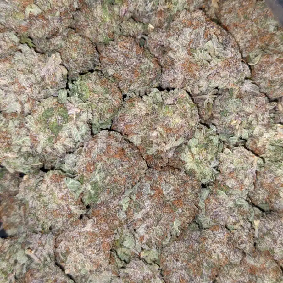 WHITE DURBAN 4 2 I White Durban - *Deal of the Day*