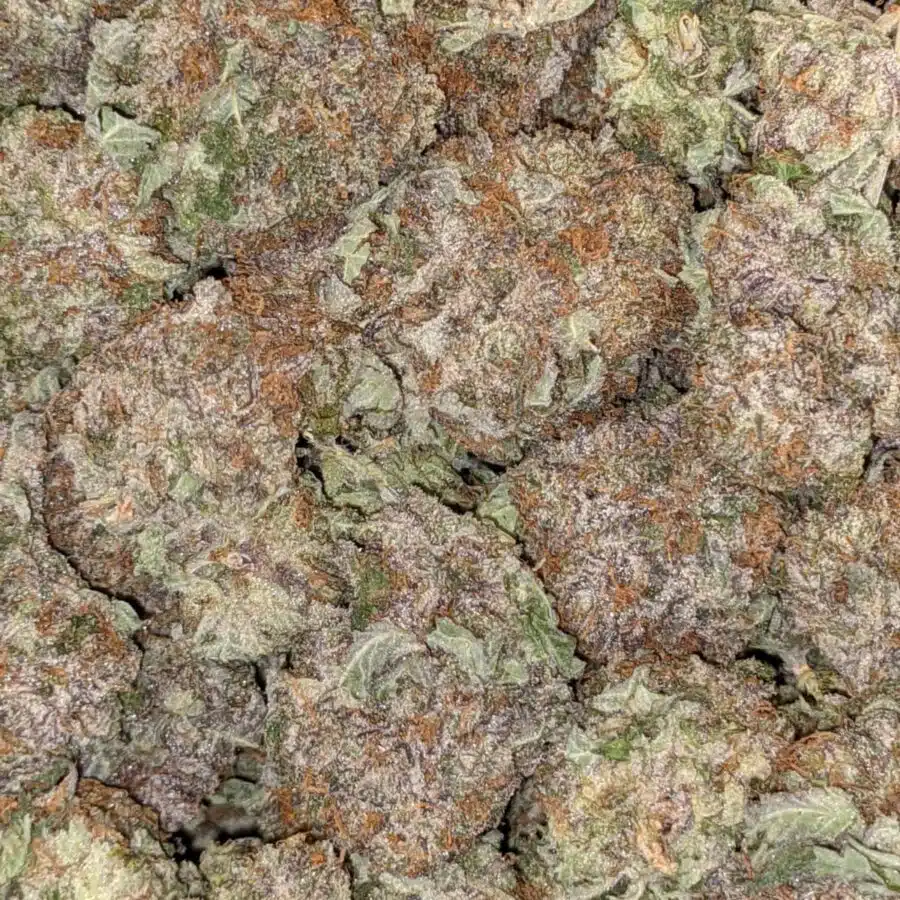WHITE DURBAN 5 2 I White Durban - *Deal of the Day*