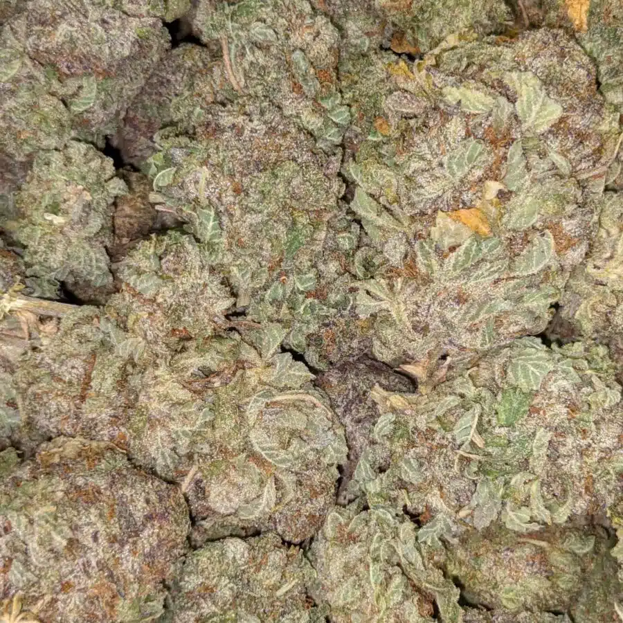 WHITE POISON DOD 3 scaled I $69 Oz - White Poison