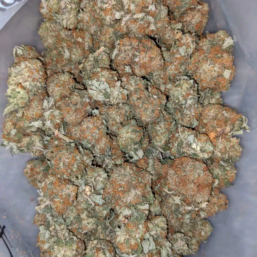 Alternative view of $59 OZ - Cheap Woody Kush