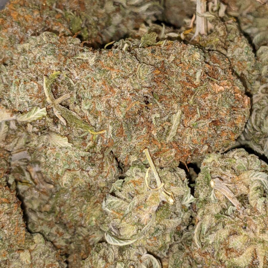 Xxx og2 I XXX OG