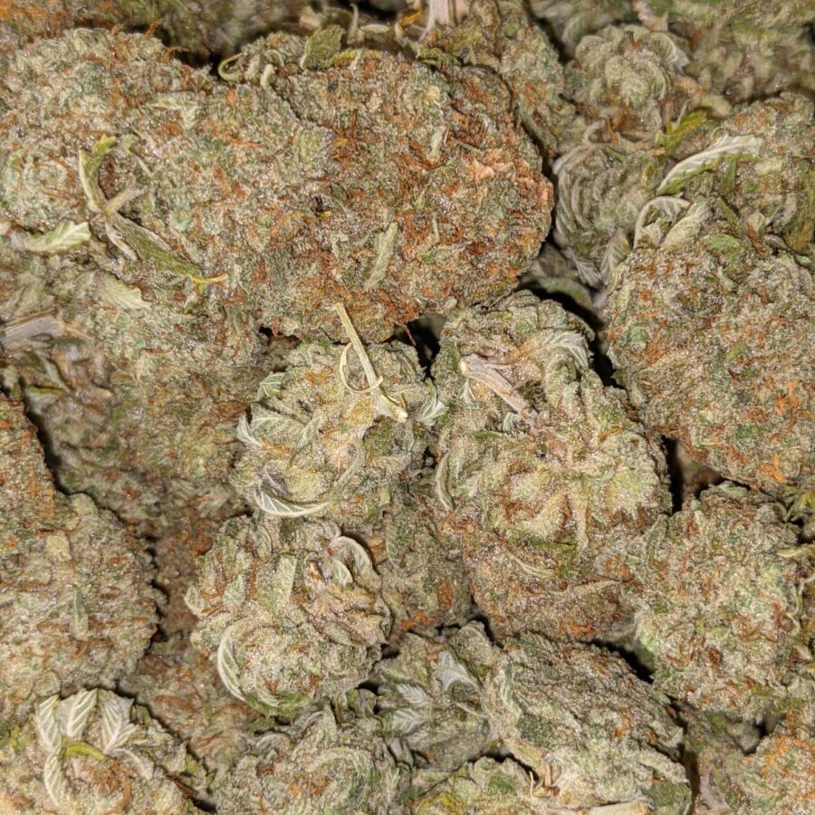 Xxx og3 I XXX OG