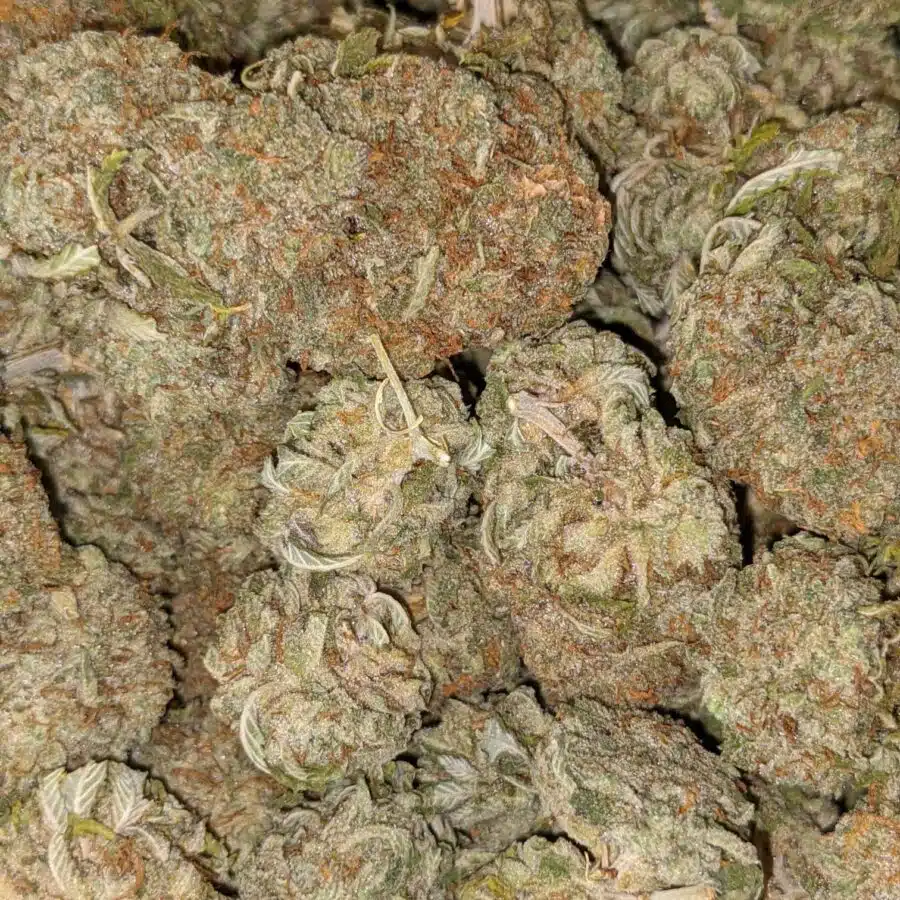 Xxx og3 I XXX OG