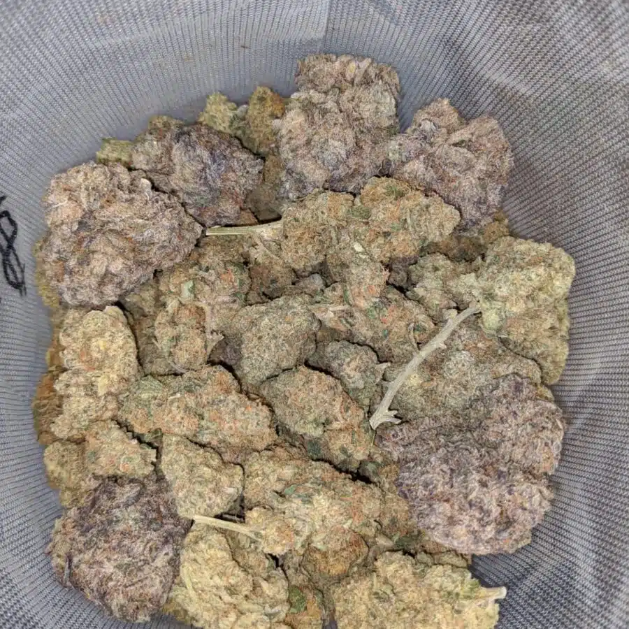 jack frost 1 I $ 59 Oz - Jack Frost