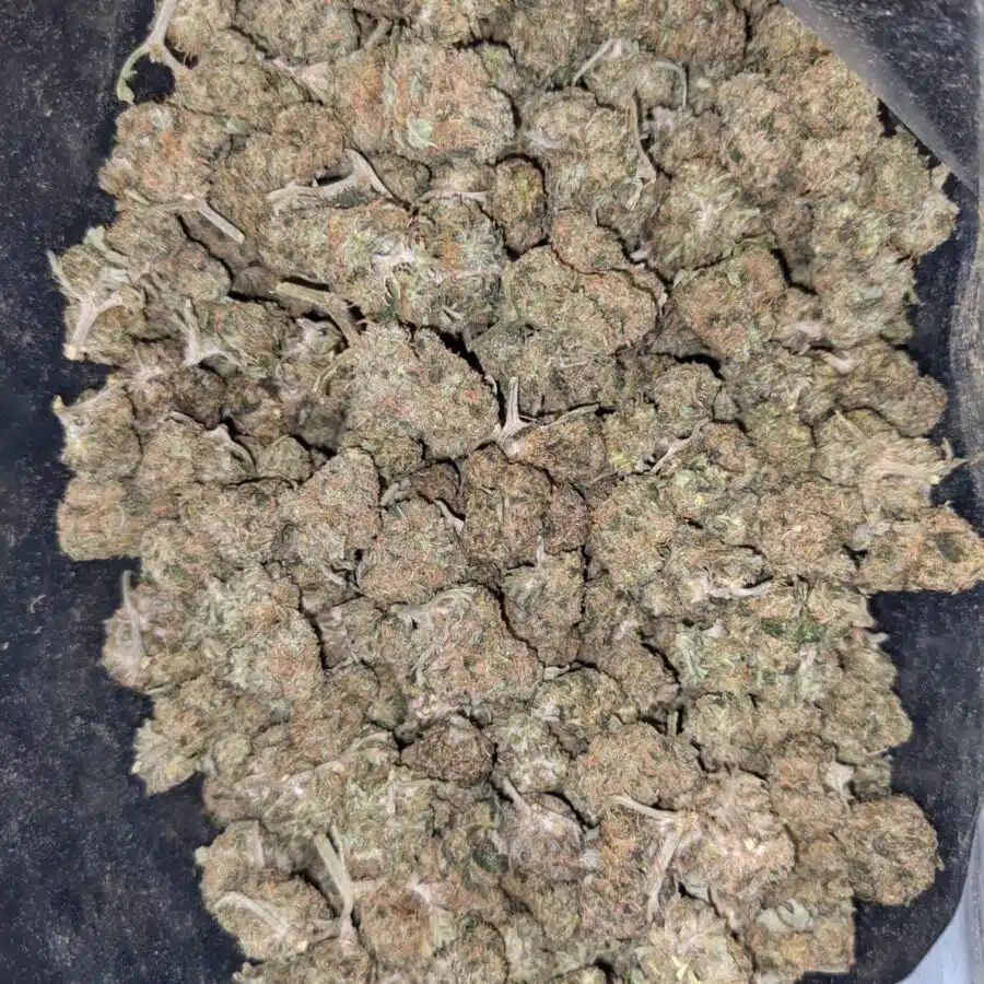 49 KUBBIE 2 I $49 Oz - Budget Kubbie Kush
