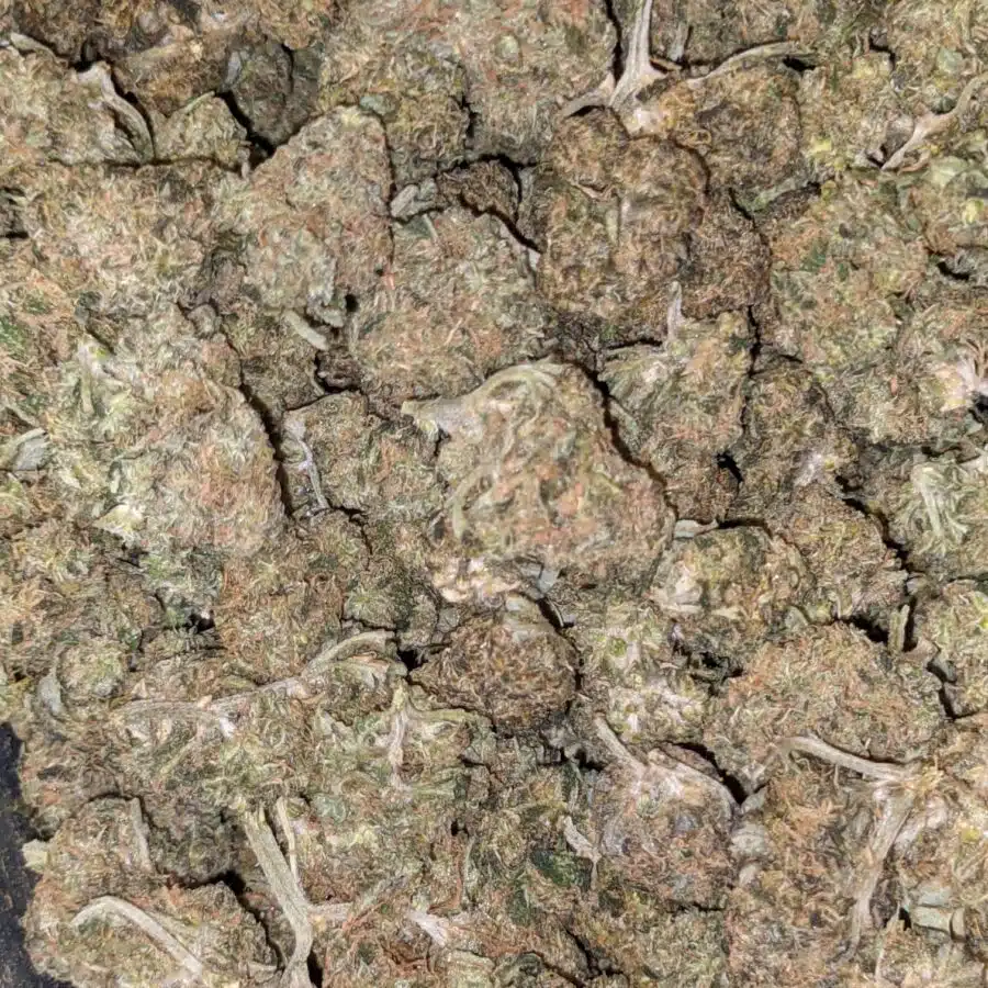 49 KUBBIE 3 I $49 Oz - Budget Kubbie Kush