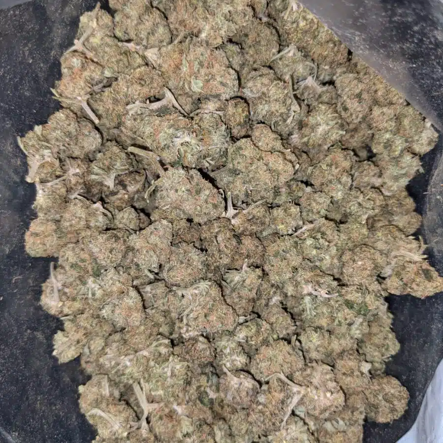 49 KUBBIE 4 I $49 Oz - Budget Kubbie Kush