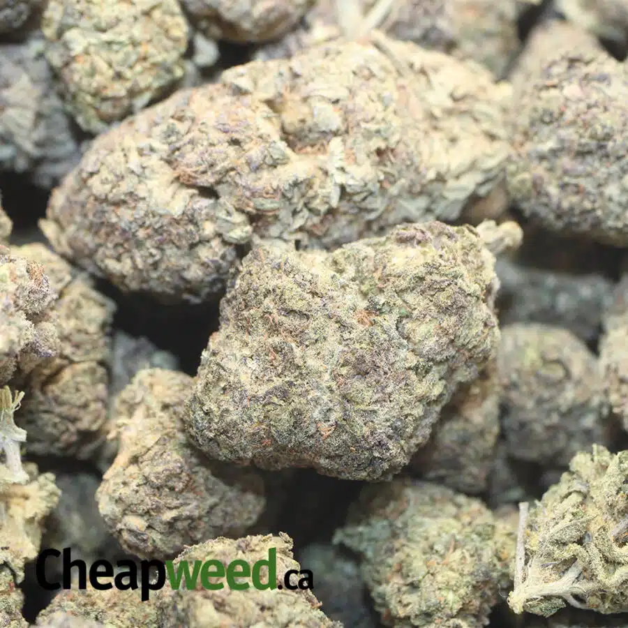 49 LOLLIPOP 1 I $49 Oz - Purple Lollipop